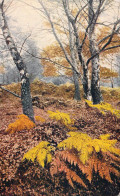 Dans Les Sous Bois - Carte Postale Ancienne - Bomen