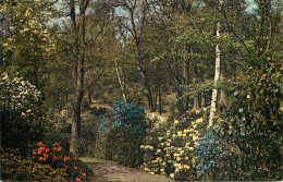 England Windsor Great Park Valley Gardens Yellow Rhododendron "Damaris" & Blue Rhodendron "Augustinii" - Windsor