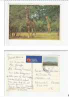 South Africa GIRAFFE Postcard Air Mail To GB 1979 Stamps Cover - Jirafas
