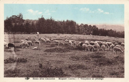 Bugeat * Troupeaux Au Pâturage * Mouton Berger - Sonstige & Ohne Zuordnung