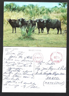 Gorongosa Buffalo, Mozambique. Postcard Sent From Beira, Mozambique In 1971. Buffaloes. Gorongosa-Büffel, Mosambik. Post - Vaches