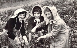 FRANCE - 10 - Vendanges En Champagne - Jeunes Filles Coiffées Du Bagnolet - Edition La Cigogne - Carte Postale Ancienne - Sonstige & Ohne Zuordnung