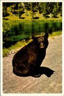 Yellowstone National Park Black Bear At Side Of Highway Along Firehole River - USA Nationalparks