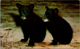 Canada Alberta Banff National Park Black Bear Cubs - Banff