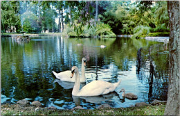 Canada Victoria Beacon Hill Parl Royal Swans In Goodacre Lake - Victoria