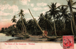 Trinidad (Antilles) The Home Of The Cocoa-nut (Palmiers Cacao) 1908 - Trinidad