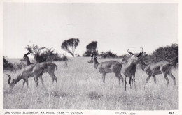 OUGANDA(ANTILOPE) - Uganda