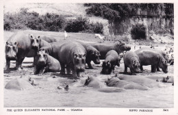 OUGANDA(HIPPOPOTAME) - Uganda