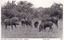 OUGANDA(PHACOCHERE) - Uganda