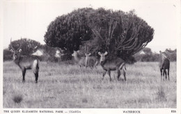 OUGANDA(KOBUS) ARBRE - Oeganda