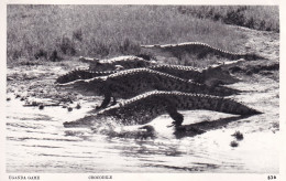 OUGANDA(CROCODILE) - Oeganda