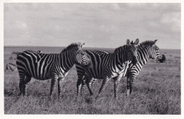 KENYA(ZEBRE) - Kenya