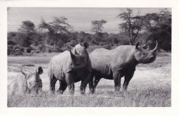 KENYA(RHINOCEROS) - Kenya