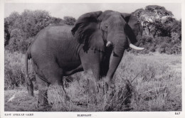 KENYA(ELEPHANT) - Kenya
