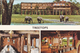 AFRIQUE . KENYA . TREETOPS - Kenya