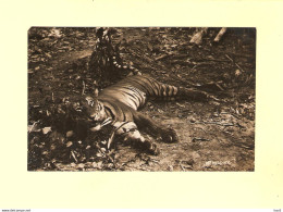 Fotokaart Dieren Tijger RY45179 - Tigres