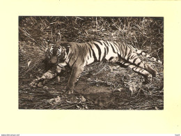 Fotokaart Dieren Tijger RY45178 - Tigres