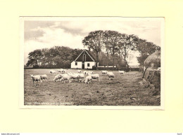 Texel  Schapen Nabij Oosterend 1939 RY44854 - Texel