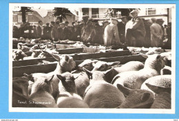 Texel Schapen Markt RY52532 - Texel