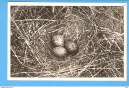 Texel Nest En Eieren Van De Zilvermeeuw RY52585 - Texel