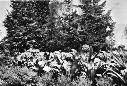 BELGIQUE - Gentse Floralien - Floralies Gantoise 1960 - Carte Postale Ancienne - Gent