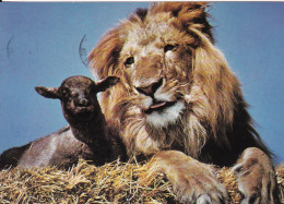 Lion Et Agneau - Lions