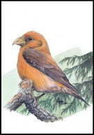 CM/MK** BLANCO - 2918 - Bec-croisé Des Sapins / Rode Kruisbek / Roter Fichtenkreuzschnabel / Red Crossbill - BUZIN - 1991-2000