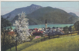 D2729) ST. GILGEN - Salzkammergut - 1915  - Tolle Alte Ansicht Blühender Baum U. Wiese Richtung Häuser U. Kírche - St. Gilgen