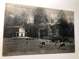 Netherlands Nederland Assen Drenthe Hertenkamp Herten Kamp Deer Park Zoo 16850 Post Card POSTCARD - Assen