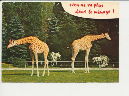 (avec Défauts) Humour Animal Girafe Girafes Zoo  CP68/22 - Girafes
