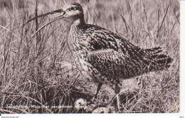 Terschelling Vogel Wulp Met Jongen RY 9620 - Terschelling