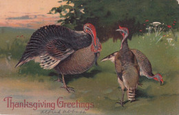 PFB #8409 Thanksgiving Greetings, Turkeys In The Wild, C1900s Vintage Embossed Postcard - Giorno Del Ringraziamento