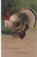 PFB #7721 Thanksgiving Greetings, Turkey In The Wild, C1900s Vintage Embossed Postcard - Giorno Del Ringraziamento
