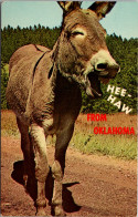 Oklahoma Donkey Hee Haw From Oklahoma - Altri & Non Classificati
