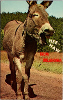 Oklahoma Donkey Hee Haw From Oklahoma - Sonstige & Ohne Zuordnung