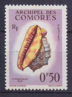 French Comores Islands 1962 Mi. 42, Meeresschnecke Sea Shell, MH* - Otros & Sin Clasificación