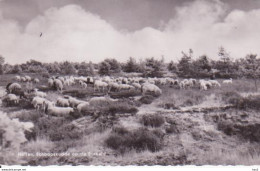 Holten Schaapskudde Op Borkeld RY 3150 - Holten