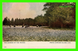 PRINCE EDWARD ISLAND - THE BRODER OF THE WOODS - TRAVEL IN 1909 - COWS, VACHES - WARWICK BRO'S & RUTTER LIMITED - - Other & Unclassified