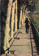 Perpignan * Les Quais Fleuris De La Basse Et Ses Platanes - Perpignan