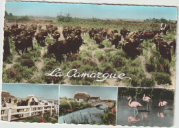 Région   La  Camargue , Manade De Taureaux , Chevaux , Gardian Cabane , Flamants Roses - Languedoc-Roussillon