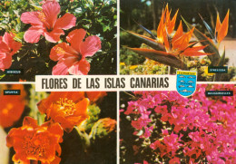 CPM- ISLAS CANARIAS - FLORES - Multivues _ Timbre Aguila Pescadora  *2 Scans - Otros & Sin Clasificación