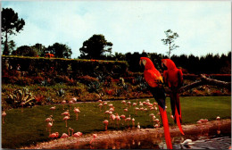 Florida Miami Parrot Jungle "Mac" And "Marshall" Scarlet Macaws - Miami