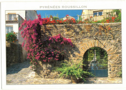 OCCITANIE LANGUEDOC PYRENEES ROUSSILLON BOUGAINVILLEES EN FLEURS A COLLIOURE - PYRENEES ORIENTALES FLEURS ARBUSTES - Languedoc-Roussillon