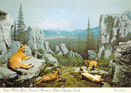 Edmonton - Musée Provincial De L'Alberta - Reconstitution D'un Groupe De Puma Dans Son Habitat Naturel - Edmonton