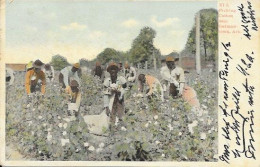 USA - BLACK AMERICANA - PICKING COTTON NEAR GERMANTOWN, ARK. - 1906 - Negro Americana