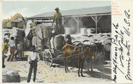 USA - BLACK AMERICANA - COTTON READY TO SHIP, ARKANSAS - 1906 - Negro Americana