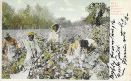 USA - BLACK AMERICANA - COTTON PICKING IN ARKANSAS VALLEY, ARK. - 1906 - Negro Americana