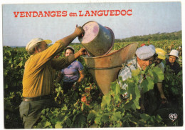 OCCITANIE LANGUEDOC ROUSSILLON - VENDANGE EN LANGUEDOC - VITICULTURE RECOLTE CEPAGE RAISIN PORTEUR HOTTE - Languedoc-Roussillon