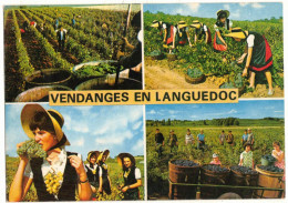 OCCITANIE LANGUEDOC ROUSSILLON MULTIVUES - VENDANGE EN LANGUEDOC - VITICULTURE RECOLTE CEPAGE RAISIN COMPORTES FOLKLORE - Languedoc-Roussillon