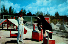 Florida Islamorada Theatre Of The Sea Kelpy And Windy Performing Sea Lions - Key West & The Keys